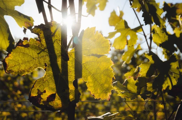 Variedad de uva Nebbiolo hojas después del otoño y la cosecha en el vi — Foto de Stock