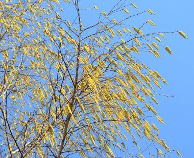 Bahar rüzgarı akçaağacın yeşil damarını estirecek.