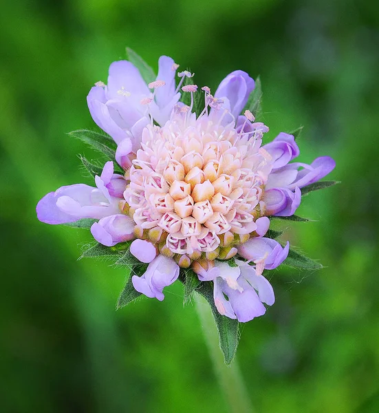 Makro Fotografowania Piękny Kwiat — Zdjęcie stockowe