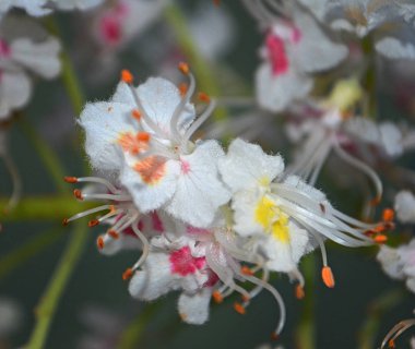 Kestane güzel çiçek