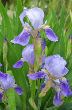 Altın fileli iris çiçeği - Latince adı - Iris reticulata