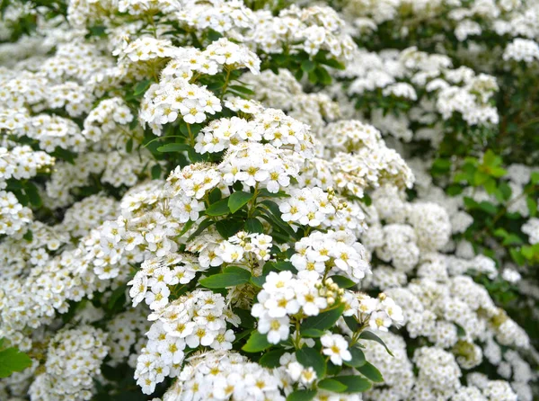 Sweet Alyssum Snow Cloth Lateinischer Name Lobularia Maritima Snow Cloth — Stockfoto