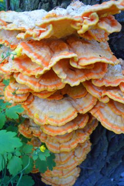 Yengeç woods, kükürt ölümü, kükürt raf ve tavuk woods olarak bilinen kükürt mantarı mantar