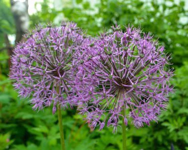 Bahçede çiçek açan menekşe soğan bitkisi. Çiçek dekoratif soğan. Yaz tarlasında mor soğan çiçekleryakın çekim Violet allium çiçek allium giganteum
