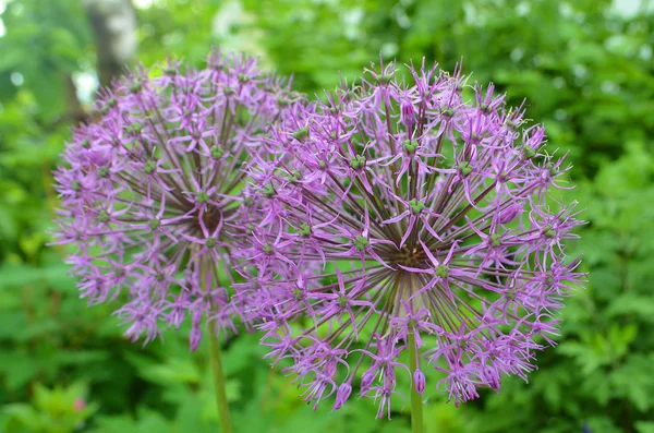 Blooming violet onion plant in garden. Flower decorative onion. Close-up of violet onions flowers on summer field Violet allium flower allium giganteum