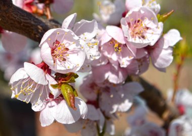 Kayısı çiçeği. hala tamamen çıplak ağaç üzerinde beyaz-pembe çiçekler, yeşil yaprakları henüz çiçek değil