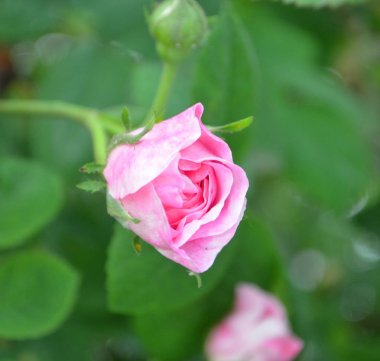 Bokeh ile gün doğumunda güzel küçük pembe gül. Bulanık arka planda bahçede küçük pembe güller. Yağmurdan sonra güller. Bahçe güllerine bakmak. Güllü güzel bir bahçe. Takvim için gül tomurcuk