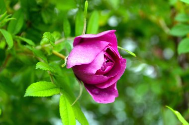 Bokeh ile gün doğumunda güzel küçük pembe gül. Bulanık arka planda bahçede küçük pembe güller. Yağmurdan sonra güller. Bahçe güllerine bakmak. Güllü güzel bir bahçe. Takvim için gül tomurcuk