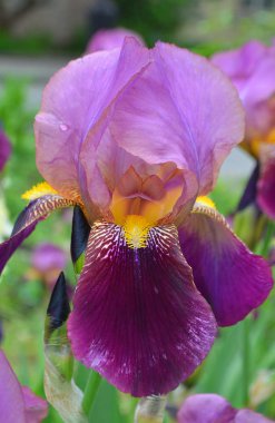 Altın fileli iris çiçeği - Latince adı - Iris reticulata