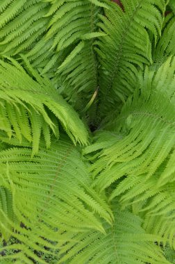 Fern fern üstten görünüm bush. Fern ormandaki büyüyen.