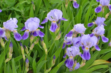 Altın fileli iris çiçeği - Latince adı - Iris reticulata