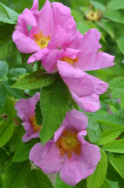 Rosa Flor Rosa Perro Rosa Canina — Foto de Stock