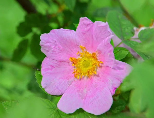 Розовый Цветок Собачьей Розы Песика — стоковое фото
