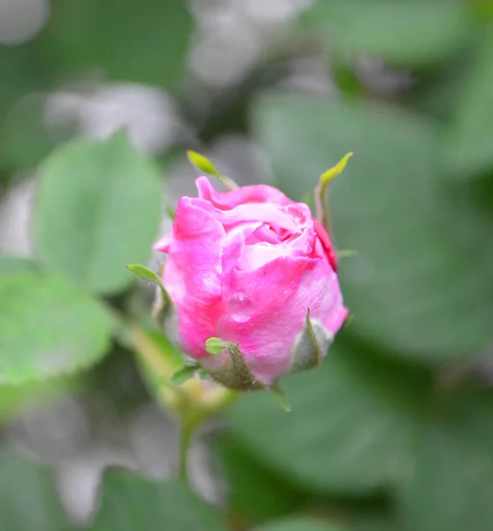 美丽的小粉红色的玫瑰在日出与散景 花园中模糊的小粉红色的玫瑰 雨后的玫瑰 照顾花园玫瑰 美丽的花园与玫瑰 日历的玫瑰芽 — 图库照片
