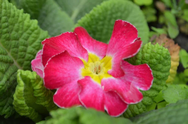 viola flower of red color spring sunny day, full bloom, against a background of green foliage