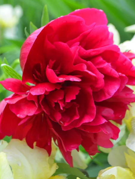 Czerwony Kwiat Piwonii Paeonia Tenuifolia Ogrodzie — Zdjęcie stockowe