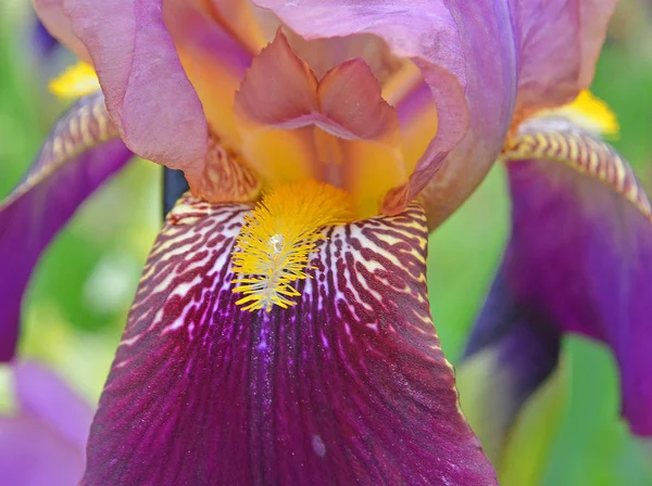 Iris Reticulata Προάγγελος Της Άνοιξης Μια Νέα Αρχή Στη Φύση — Φωτογραφία Αρχείου