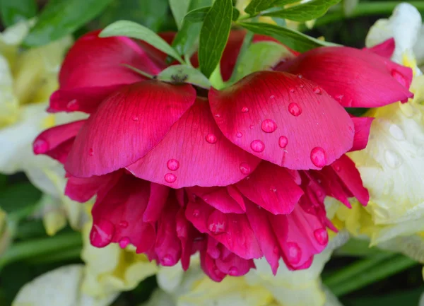Червона Квітка Півонії Peonia Tenuifolia Саду — стокове фото