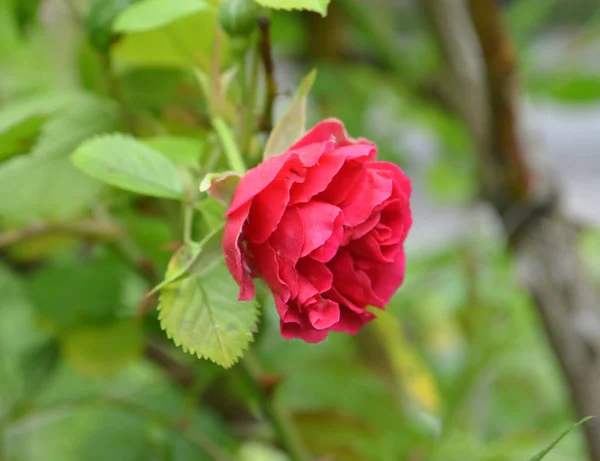 Червона Квітка Півонії Peonia Tenuifolia Саду — стокове фото