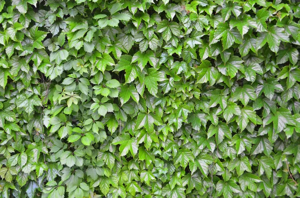 Hojas Jóvenes Hiedra Común Hedera Hélice Primavera Concepto Naturaleza Para —  Fotos de Stock