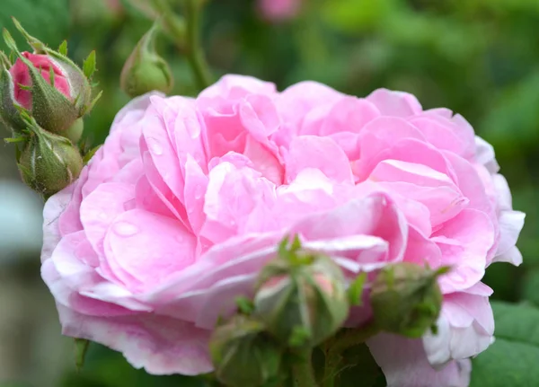 美丽的小粉红色的玫瑰在日出与散景 花园中模糊的小粉红色的玫瑰 雨后的玫瑰 照顾花园玫瑰 美丽的花园与玫瑰 日历的玫瑰芽 — 图库照片