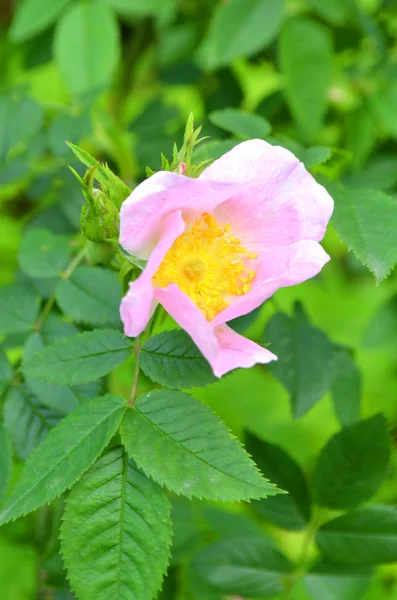 Розовый Цветок Собачьей Розы Песика — стоковое фото