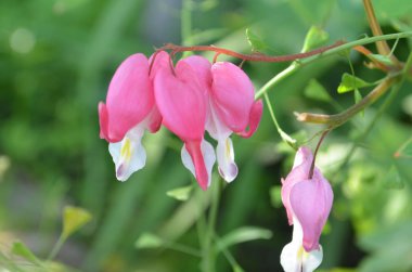 Pembe Dicentra çiçekleri yakın. seçici odaklama