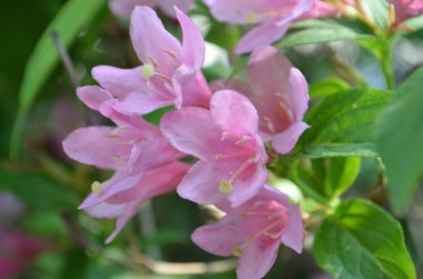 bir çalı üzerinde weigela narin pembe çiçekler