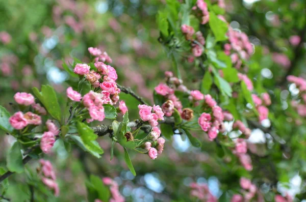 クラテガス ポーラス スカーレット ツリー クラテガスの開花分枝 — ストック写真