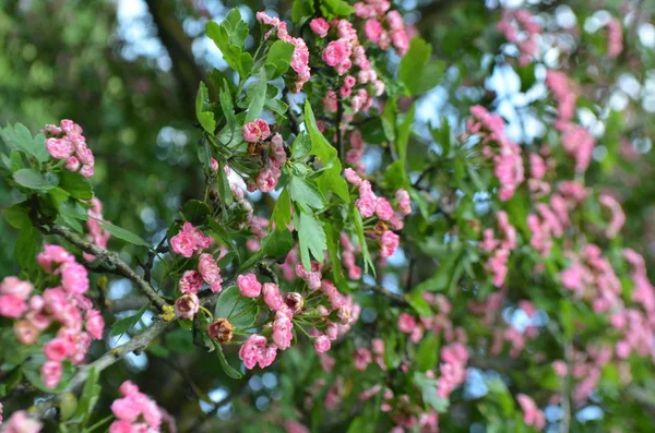 학명은 Crataegus Pauls Scarlet Tree 크라카에 구스의 꽃피는 — 스톡 사진