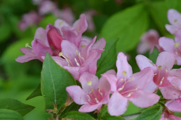 Délicates Fleurs Roses Weigela Sur Buisson — Photo