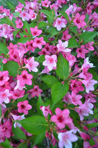 Close Roze Weigela Bloemen Bush Zonnige Dag Lente Buiten Bloeiende — Stockfoto