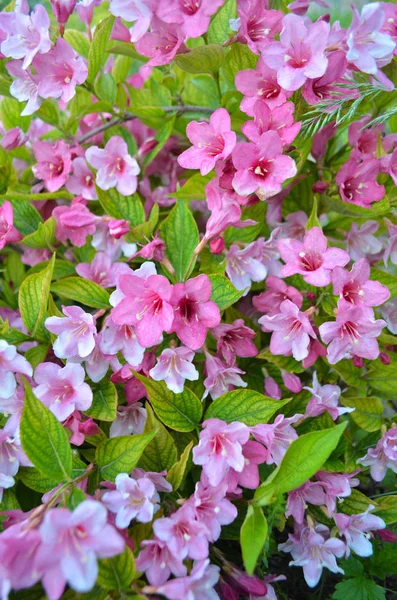 Szczegół Różowe Kwiaty Weigela Krzaku Słoneczny Dzień Wiosna Zewnątrz Kwitnące — Zdjęcie stockowe