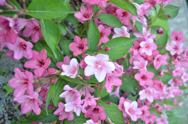 Szczegół Różowe Kwiaty Weigela Krzaku Słoneczny Dzień Wiosna Zewnątrz Kwitnące — Zdjęcie stockowe