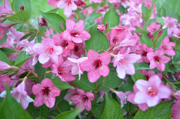 Крупним Планом Рожеві Квіти Вейгели Кущі Сонячний День Весняний Фон — стокове фото