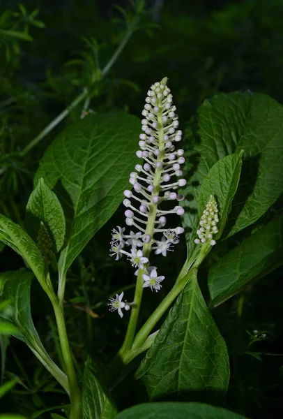 Erva Daninha Americana Phytolacca Americana Durante Período Brotação — Fotografia de Stock