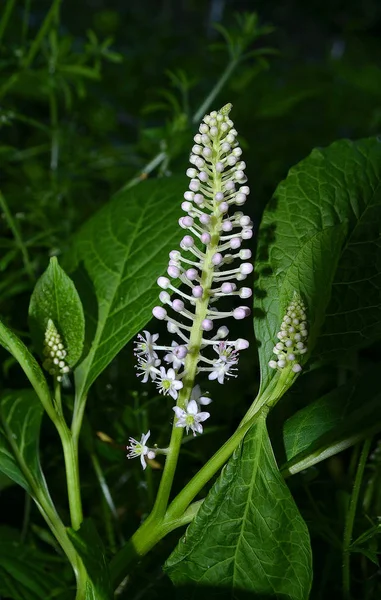 Erva Daninha Americana Phytolacca Americana Durante Período Brotação — Fotografia de Stock