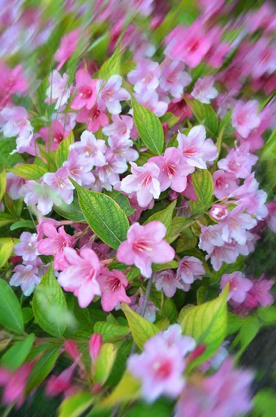 Крупним Планом Рожеві Квіти Вейгели Кущі Сонячний День Весняний Фон — стокове фото