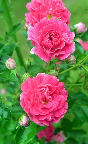 花园里美丽的玫瑰花 玫瑰花的背景 玫瑰花纹理 可爱的玫瑰热带花园中的玫瑰 五颜六色的玫瑰花 玫瑰花图案 玫瑰花束 花园玫瑰 红玫瑰 — 图库照片