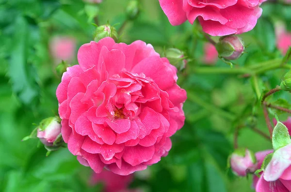 花园里美丽的玫瑰花 玫瑰花的背景 玫瑰花纹理 可爱的玫瑰热带花园中的玫瑰 五颜六色的玫瑰花 玫瑰花图案 玫瑰花束 花园玫瑰 红玫瑰 — 图库照片