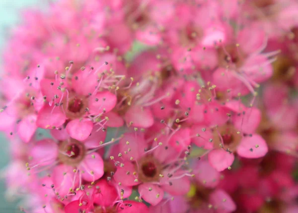 Ramo Spirea Spiraea Floração Spirea Billardii Por Rosa Pequenas Flores — Fotografia de Stock