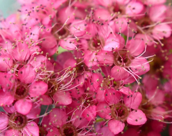 Гілка Спіреї Або Спіреї Цвіте Спірея Біллардідами Рожевих Дрібних Квітів — стокове фото