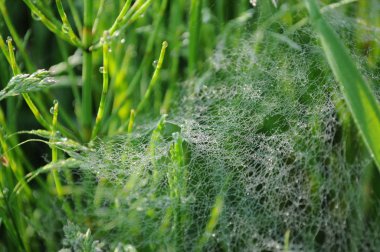 Yeşil çimörümcek ağları üzerinde Çiy