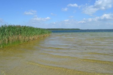 sazlık ve sazlık ile göl, balıkçılık için rahat bir yer