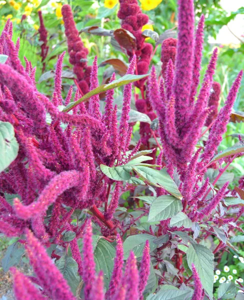 Amaranthus Caudatus Czerwono Fioletowy Kolor Otoczony Zielonymi Liśćmi Zbliżenie Zewnątrz — Zdjęcie stockowe