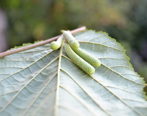 Flores Árvores Avelã Jovens Machos Corylus Avellana — Fotografia de Stock