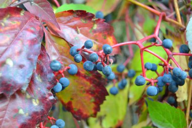 Yeşil yapraklı yabani berry küçük mavi üzüm üzüm çit üzerinde çilek yaprakları