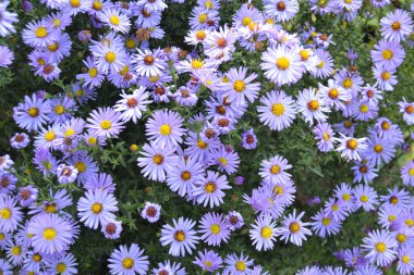 Güneşli bir yaz gününde bahçedeki güzel mor alp astarı.