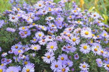 Güneşli bir yaz gününde bahçedeki güzel mor alp astarı.