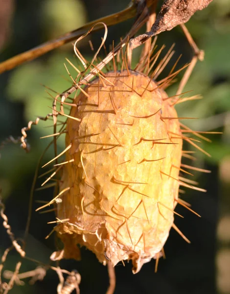 Fruta Seca Echinocystis Lobata Espinhosa Estranha — Fotografia de Stock